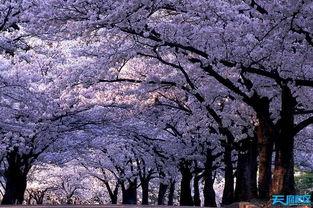 樱花校园最新皮肤爆料,浪漫绽放，青春校园风来袭  第3张